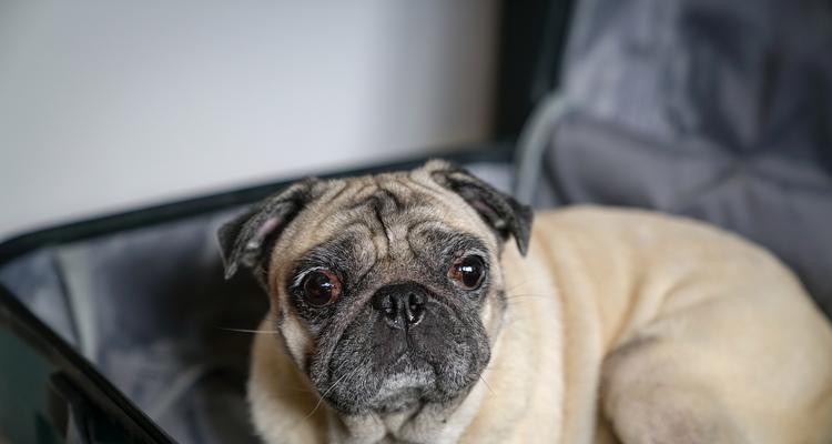 如何帮助你的宠物以巴哥解决便秘问题(给宠物以巴哥提供更健康的生活方式) 如何帮助你的宠物以巴哥解决便秘问题(给宠物以巴哥提供更健康的生活方式)