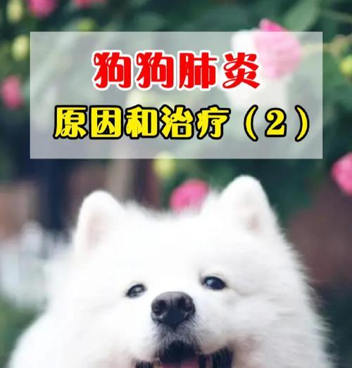 狗狗细小肺炎,如何护理?(细小肺炎,狗狗需要怎样的治疗与关爱?) 狗狗细小肺炎,如何护理?(细小肺炎,狗狗需要怎样的治疗与关爱?)