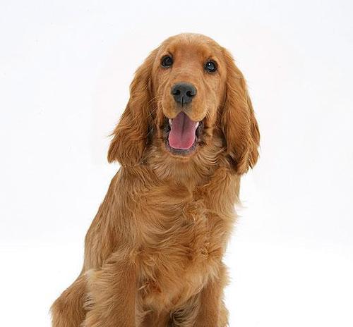 可卡犬不吃饭怎么办？5种有效解决方法