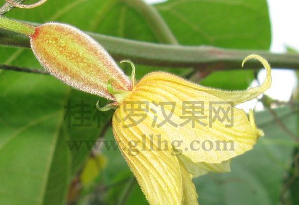 花罗汉健康饲养方法：让它们美丽多彩的实用指南