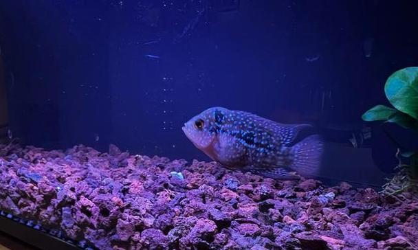 花罗汉健康饲养方法：让它们美丽多彩的实用指南