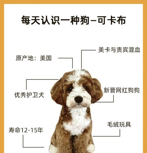 可卡犬不吃饭怎么办？5种有效解决方法