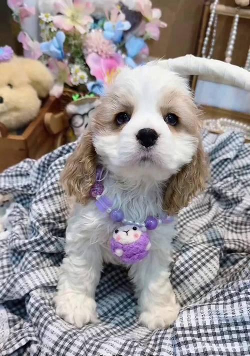 可卡犬不吃饭怎么办？5种有效解决方法