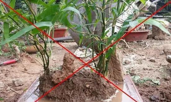 花罗汉健康饲养方法：让它们美丽多彩的实用指南