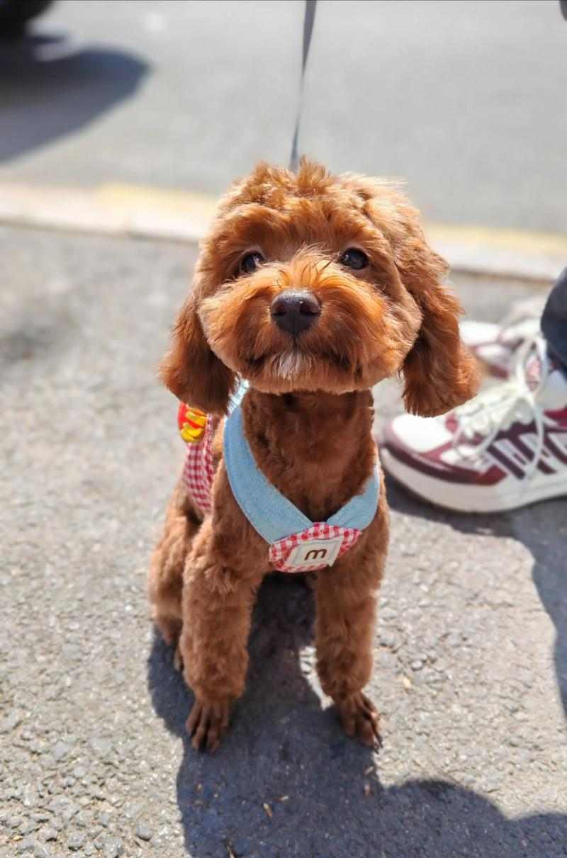 小泰迪训练技巧:培养乖巧小天使的五大关键 小泰迪训练技巧:培养乖巧小天使的五大关键