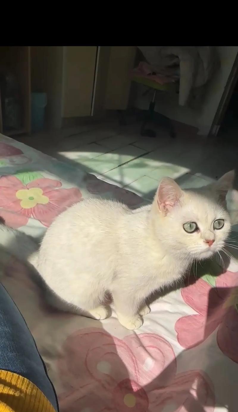 魅力邻家猫咪：有趣日常与动人互动