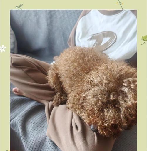 小泰迪训练技巧:培养乖巧小天使的五大关键 小泰迪训练技巧:培养乖巧小天使的五大关键