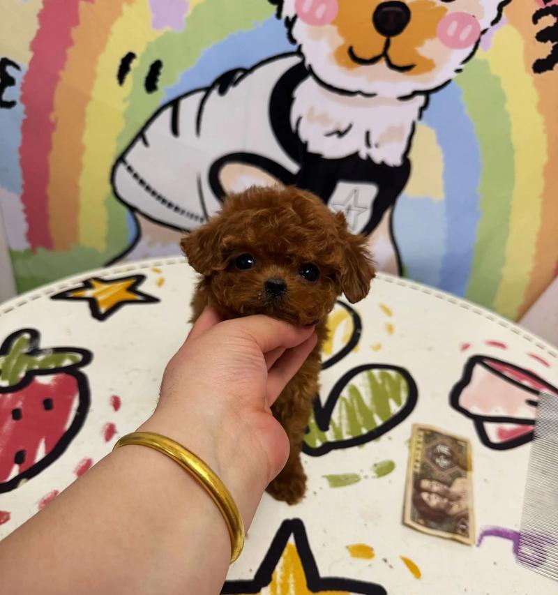 小泰迪训练技巧:培养乖巧小天使的五大关键 小泰迪训练技巧:培养乖巧小天使的五大关键