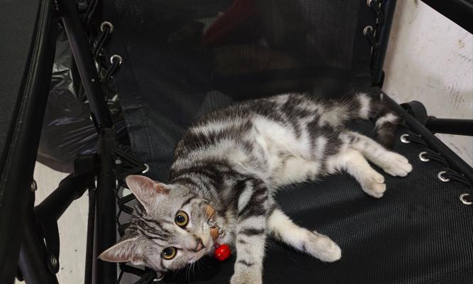 魅力邻家猫咪：有趣日常与动人互动