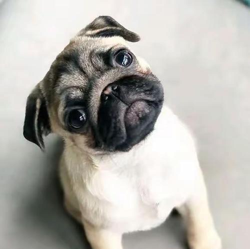 八哥犬取名技巧:创意方法与个性命名指南 八哥犬取名技巧:创意方法与个性命名指南