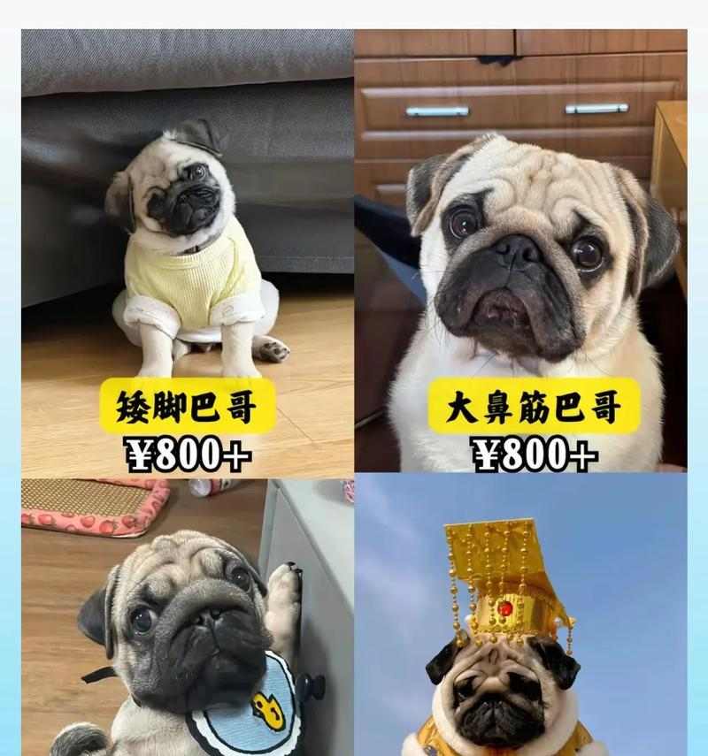 八哥犬取名技巧:创意方法与个性命名指南 八哥犬取名技巧:创意方法与个性命名指南