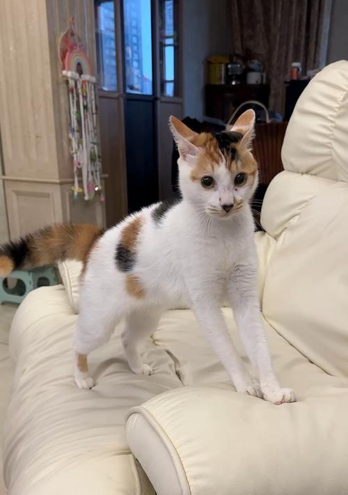 猫咪玩具选择指南:趣味玩法促进健康快乐 猫咪玩具选择指南:趣味玩法促进健康快乐