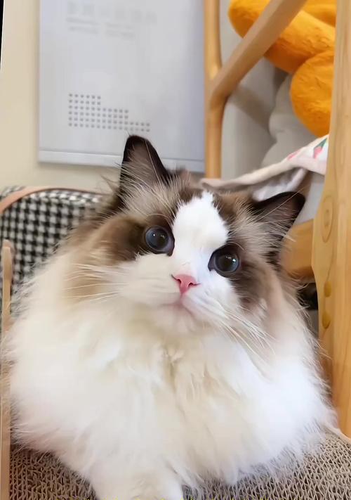 猫咪玩具选择指南:趣味玩法促进健康快乐 猫咪玩具选择指南:趣味玩法促进健康快乐