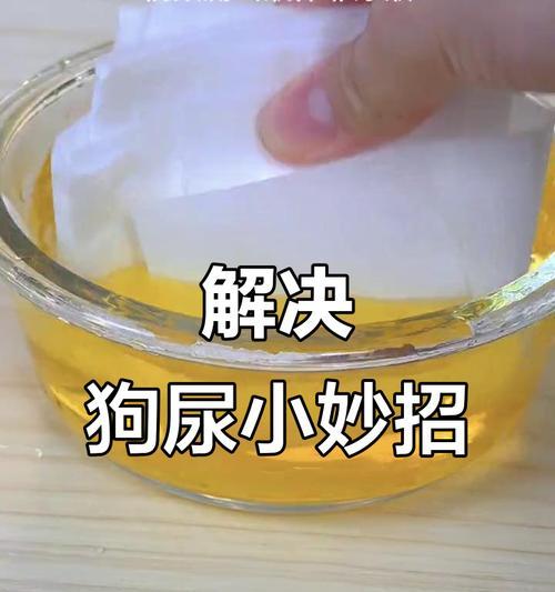 告别狗狗乱尿困扰：科学护理与训练技巧