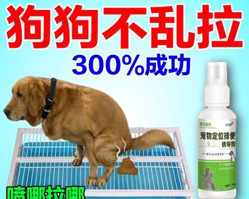 告别狗狗乱尿困扰：科学护理与训练技巧