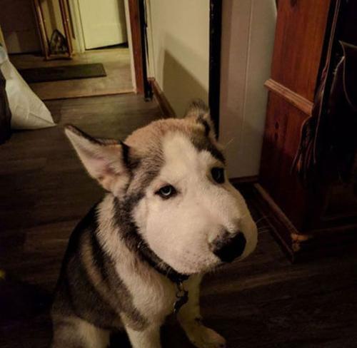 哈士奇口臭原因及有效预防措施 哈士奇口臭原因及有效预防措施