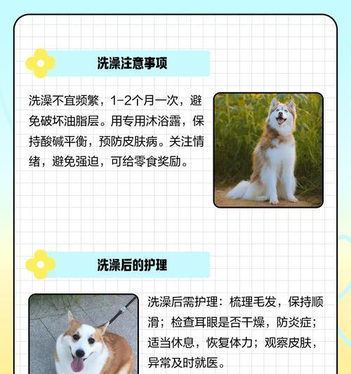 轻松给狗狗洗澡的五大实用技巧