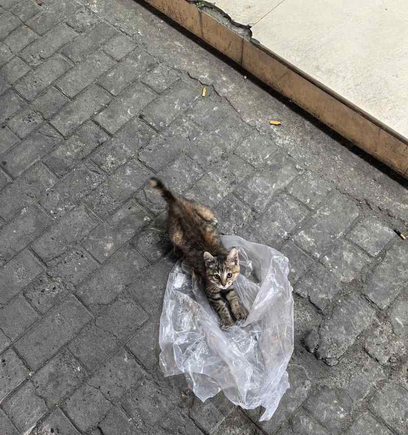 魅力邻家猫咪：有趣日常与动人互动