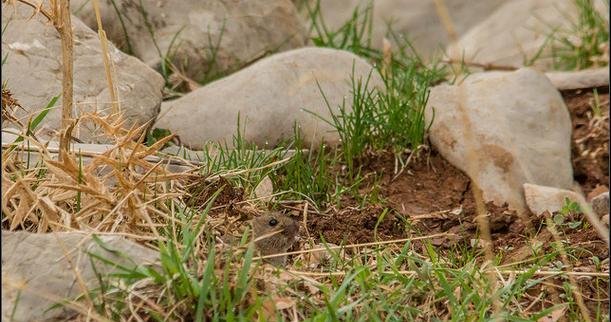 社田鼠饲养技巧全解析:健康快乐成长指南 社田鼠饲养技巧全解析:健康快乐成长指南