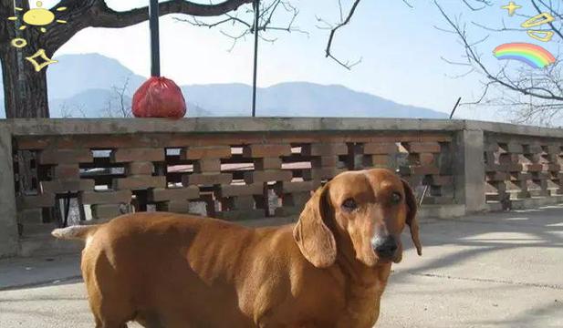 腊肠犬饲养方法与健康护理必备指南 腊肠犬饲养方法与健康护理必备指南