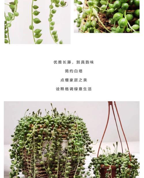 珍珠吊饲养全攻略:环境与健康管理技巧 珍珠吊饲养全攻略:环境与健康管理技巧