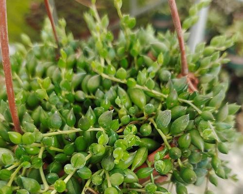 珍珠吊饲养全攻略:环境与健康管理技巧 珍珠吊饲养全攻略:环境与健康管理技巧