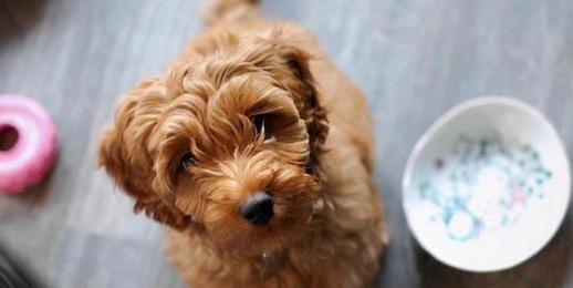 泰迪犬理想温度与护理指南 泰迪犬理想温度与护理指南