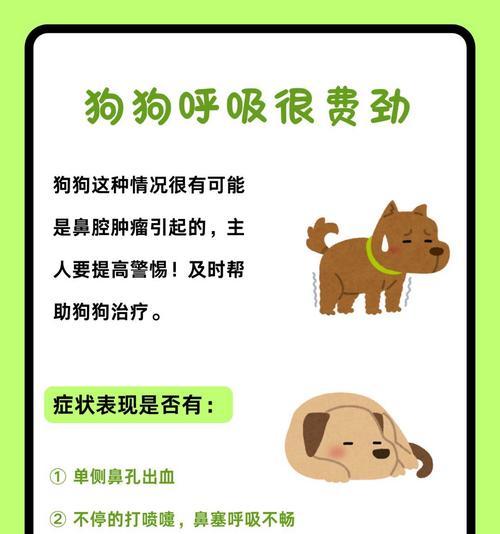 犬瘟咳喘的预防治疗全攻略，守护宠物健康