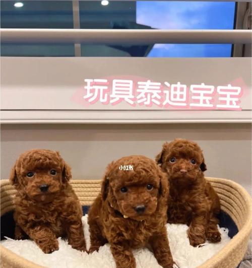 泰迪犬理想温度与护理指南 泰迪犬理想温度与护理指南