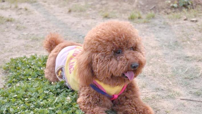 泰迪犬理想温度与护理指南 泰迪犬理想温度与护理指南