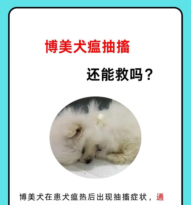 犬瘟咳喘的预防治疗全攻略，守护宠物健康