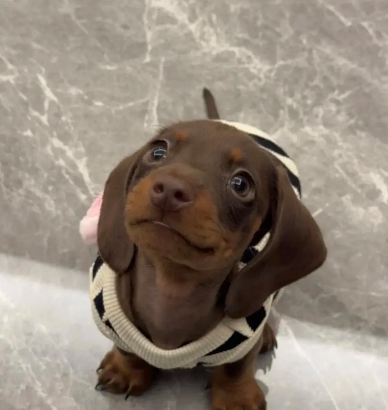 腊肠犬饲养方法与健康护理必备指南 腊肠犬饲养方法与健康护理必备指南