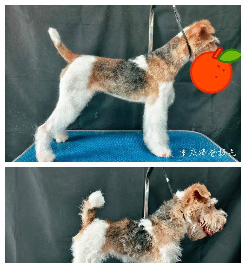 平毛猎狐梗饲养指南:全面解析护理与养护要点 平毛猎狐梗饲养指南:全面解析护理与养护要点