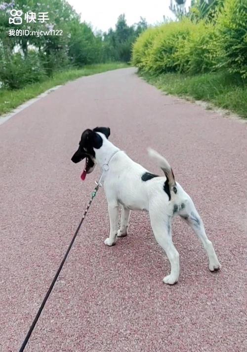 平毛猎狐梗饲养指南:全面解析护理与养护要点 平毛猎狐梗饲养指南:全面解析护理与养护要点