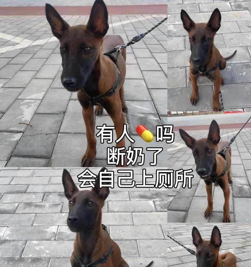 如何去除宠物异味：实用护理技巧分享