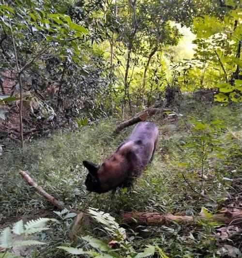 如何去除宠物异味：实用护理技巧分享