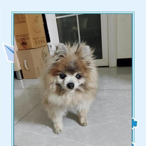 博美母狗常见病症及症状识别指南