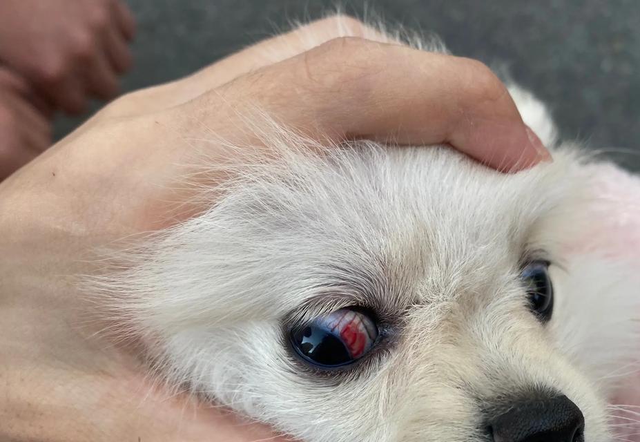 博美母狗常见病症及症状识别指南