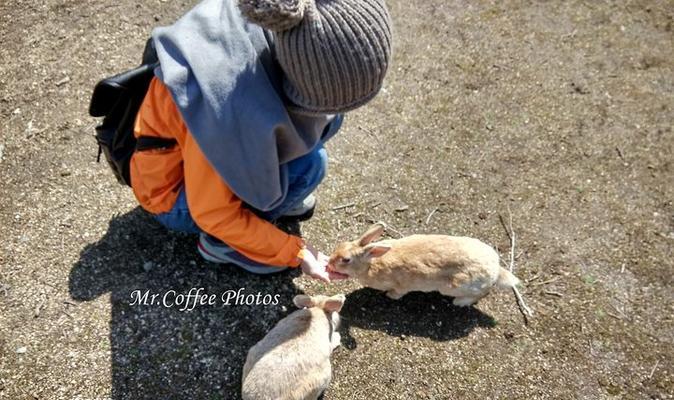 高丽兔科学饲养方法：确保健康成长的关键步骤