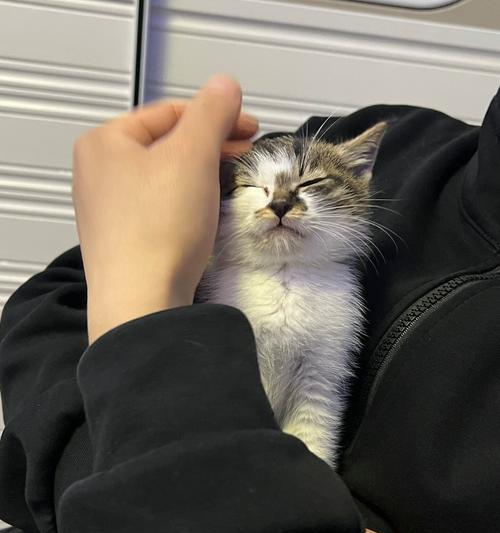 猫咪嗜睡不爱吃饭的常见原因解析