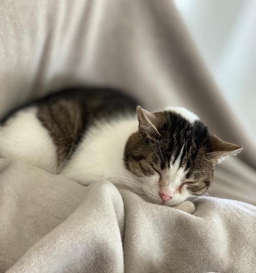 猫咪嗜睡不爱吃饭的常见原因解析