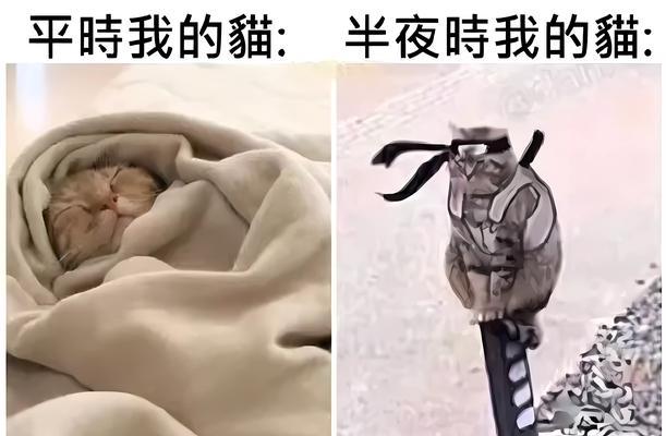 猫咪嗜睡不爱吃饭的常见原因解析