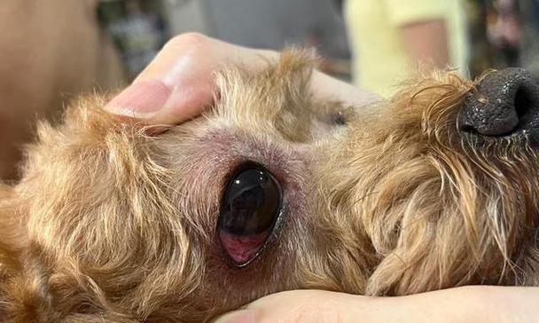 泰迪狗发烧处理全攻略：科学降温与预防方法