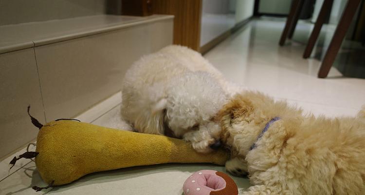 贵宾犬皮毛护理全攻略