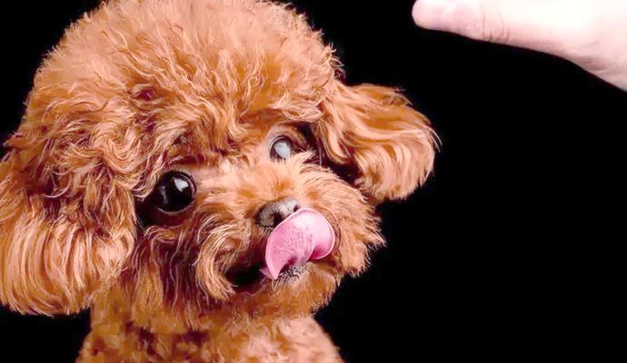 贵宾犬皮毛护理全攻略