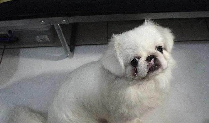 京叭狗眼球凸出原因及科学预防护理指南