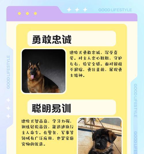 德国牧羊犬饮食禁忌及健康喂养指南