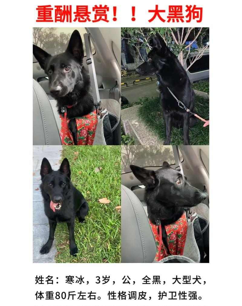 德国牧羊犬饮食禁忌及健康喂养指南