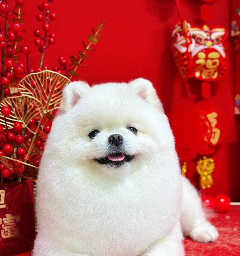 博美母狗常见病症及症状识别指南