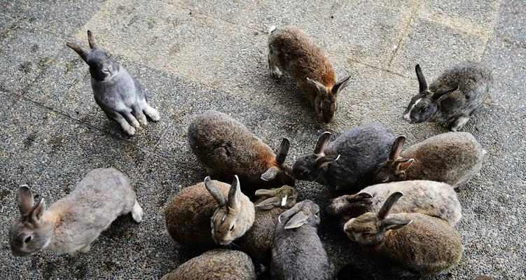 高丽兔科学饲养方法：确保健康成长的关键步骤